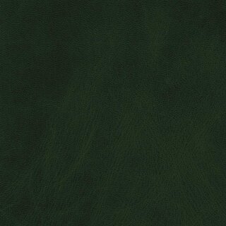 7437 - forest